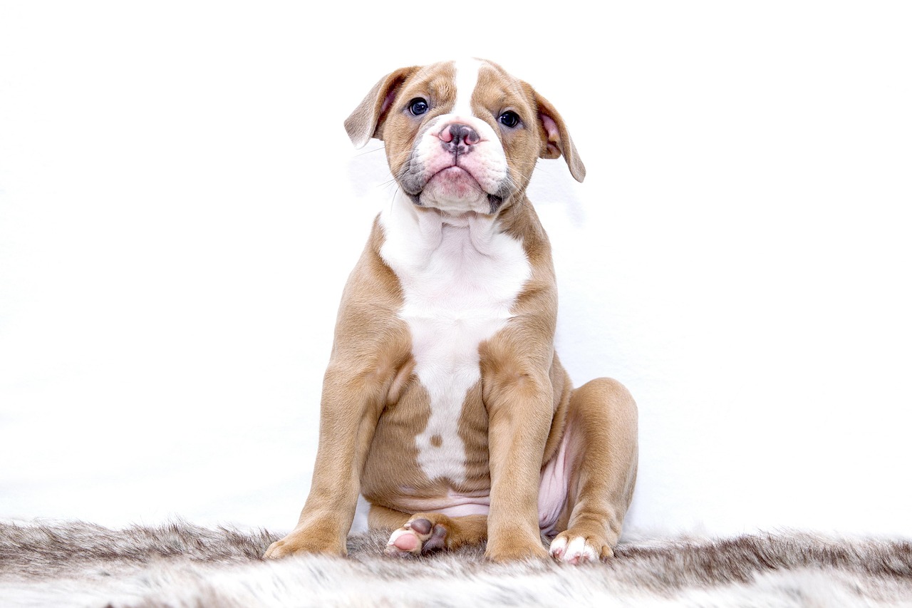 pet clinics